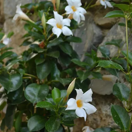 Il Porto Di Benny 3* Alassio