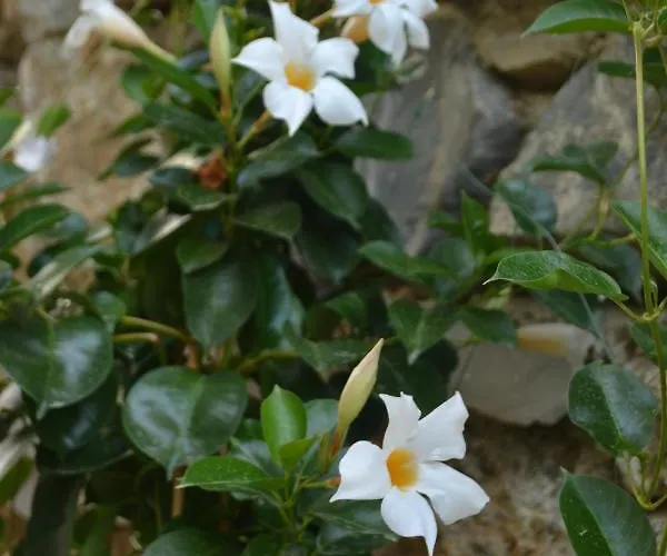 Il Porto Di Benny 3* ألاسيو